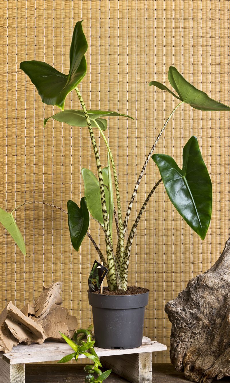 Alocasia Zebrina