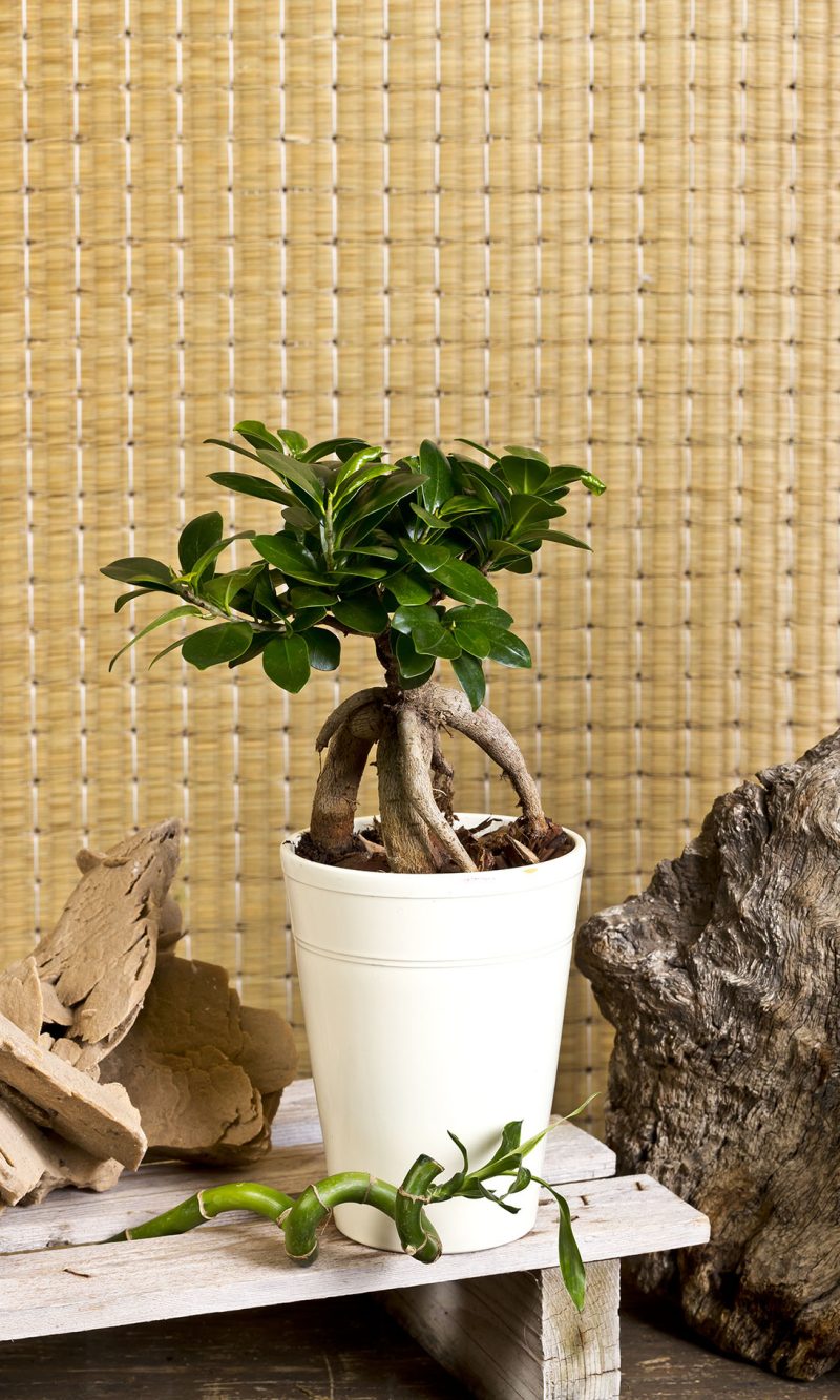 Ficus Ginseng